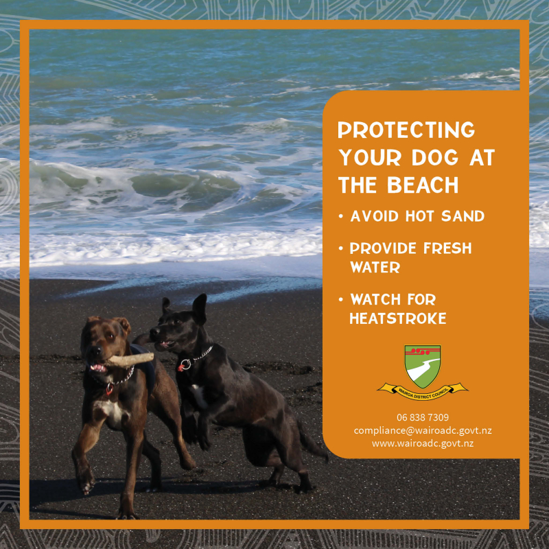 Protecting your dog at the beach