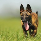 Dog 2