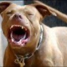 Doggy