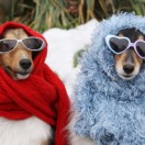 WinterDogs